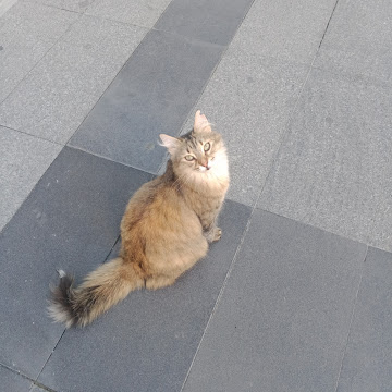 صورة الملف الشخصي لـ أمل الحسن
